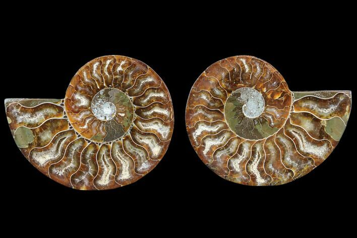 Cut & Polished Ammonite Fossil - Agatized #78390